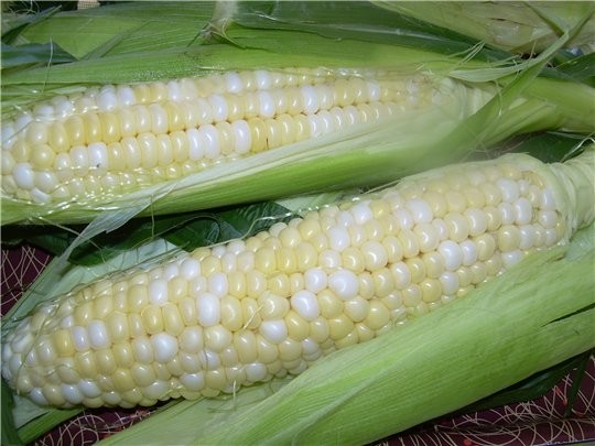 Хотела показать нашу кукурузу, у нас разные есть сорта, но самый распространенный это двухцветная