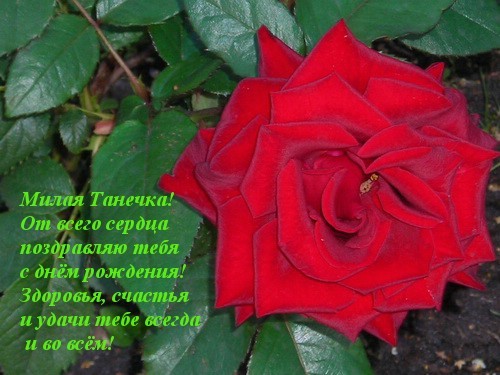 Танечка, от всей души поздравляю тебя с днём рождения