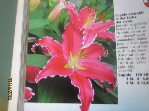 лилии - 3
