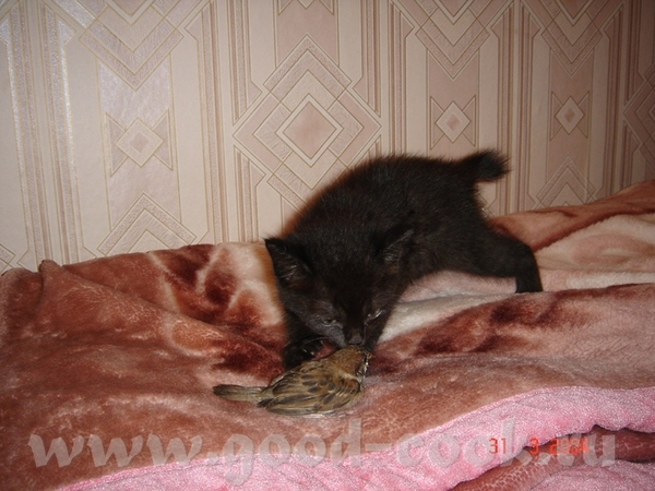 А это наши красотки - 3