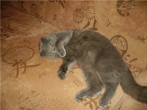 Девочки а ваши кошки любят фоткаться - 3
