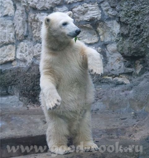 С Днем Рождения