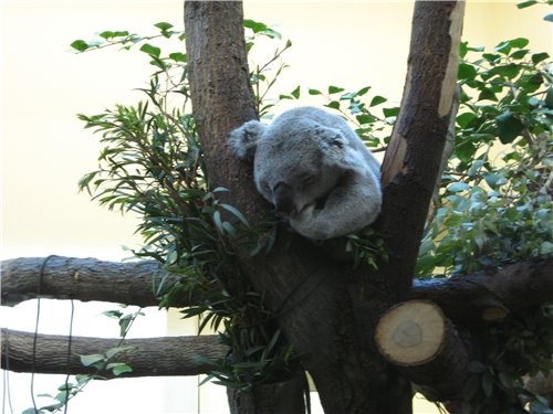 Коала