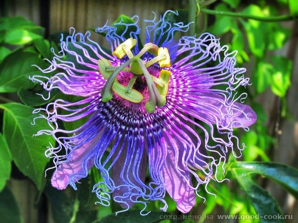 passiflora edulis