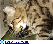 А мы вчера с мужем провели дома интернет И, решив это дело отметить, организовали скромный, но душе... - 5