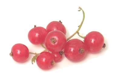  (cranberry = bounceberry)     ,     (curran... - 2