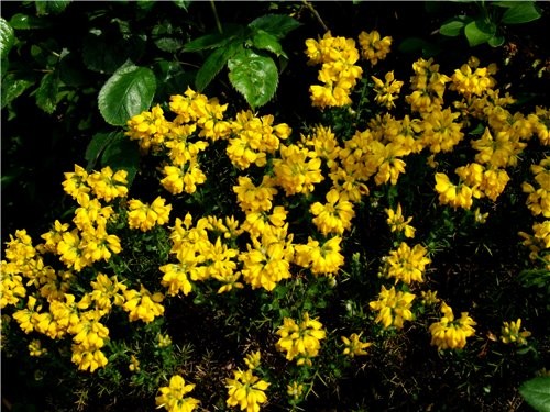      ,,Laburnum,,- (Golden Chain) - 2