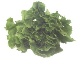 Эскарол (escarole) эндивий Батавиан = Батавия = скарол Крепкие, упругие листья и немного горький ар...