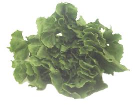  (escarole)   =  =  ,      ...