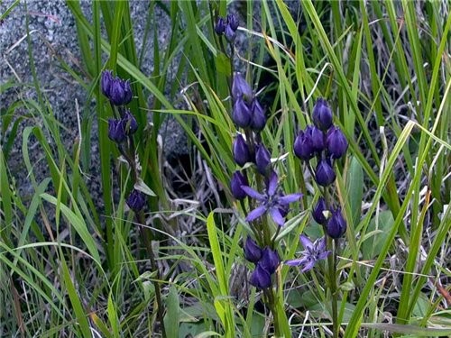 изящные синие цветы горечавка Иван чай - полезное растение