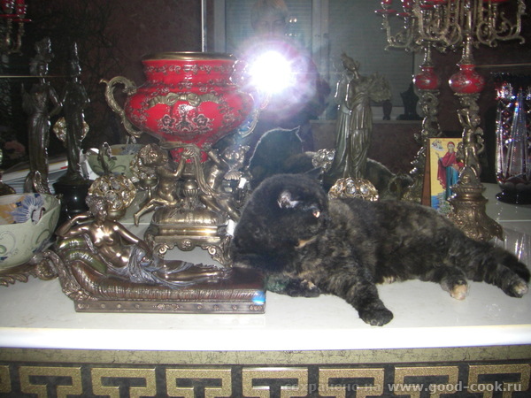 коты