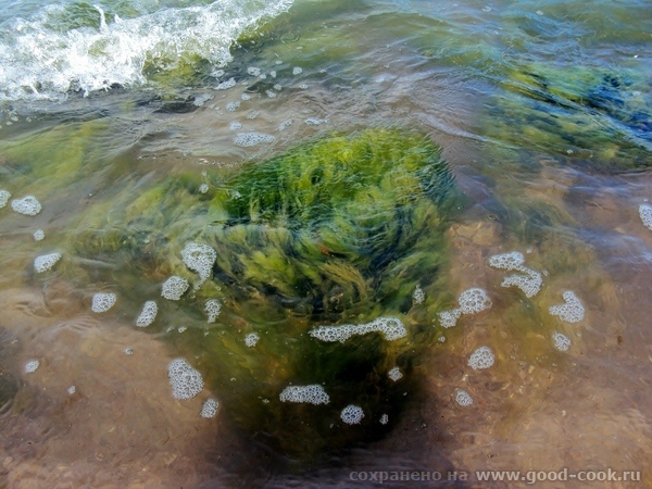 водоросли