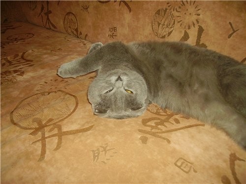 Девочки а ваши кошки любят фоткаться