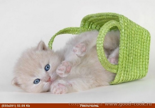 котёнок