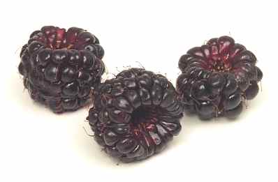 Черника -2 (huckleberry) Похожая на чернику, ягода - 2