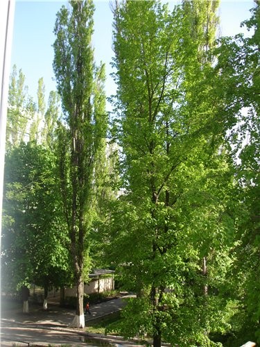 А это вид из моего балконного окна Липа и тополя ( когда зацветае липа, аромат по всей квартире, об... - 3