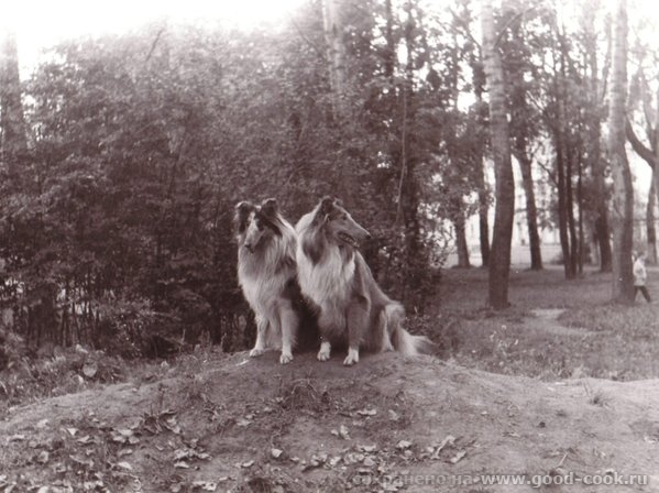 Колли