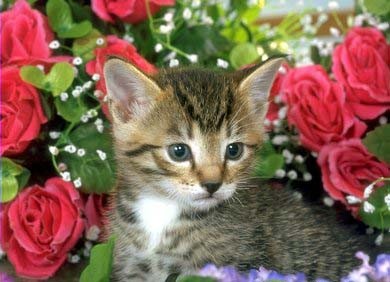 ЛЕНУСИК С ДНЕМ РОЖДЕНИЯ