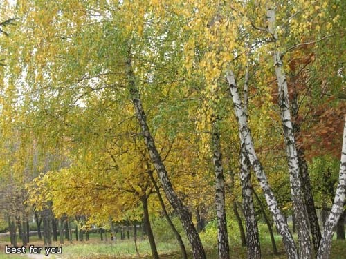 Вот несколько ещё фотографий с парка у нашего дома - 4