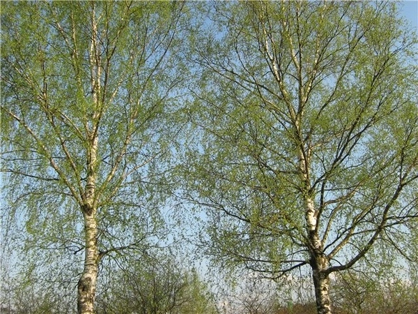 Привет, всем - 5