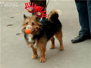 С 1 АПРЕЛЯ ВАС ДОРОГИЕ ДЕВОЧКИ - 2