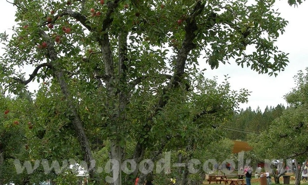 Я немного фоток принесла - 3