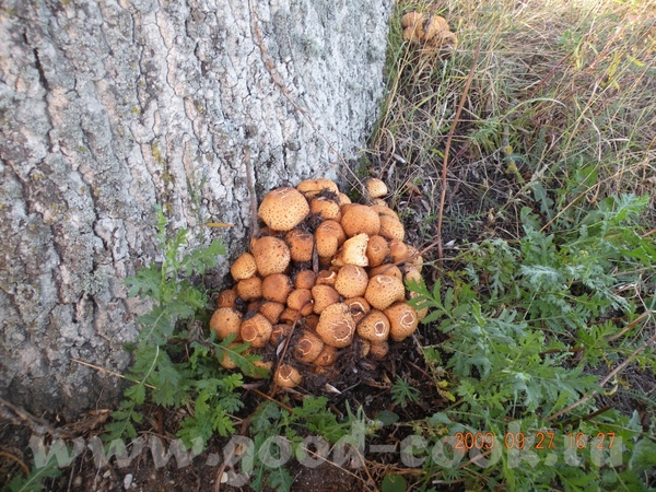 Сьедобных нет штоль