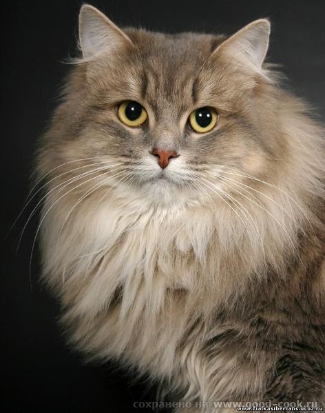 кот