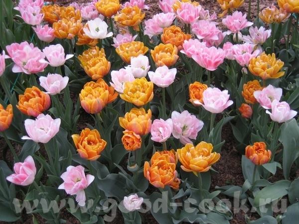 Привет, девулечки - 3