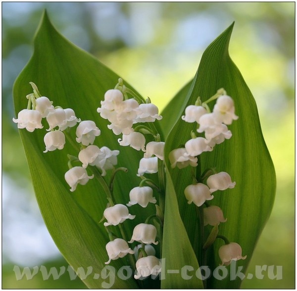 Леночка, дорогая