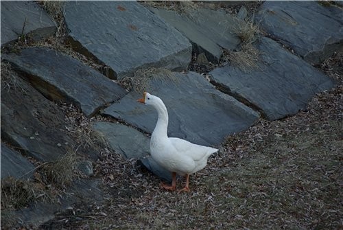     ,    Upstate New York ,    ...