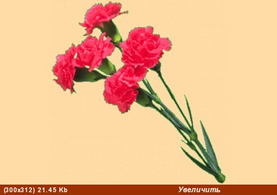 Ирочка, гвоздики - супер