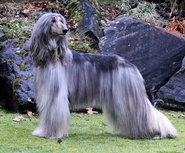 Afghan Hound 1