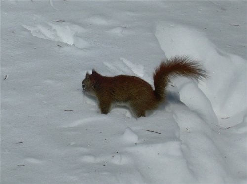Наша прогулка, мороз с ветром,на солнышке можно загарать, жарко хотя (-14 C) - 6