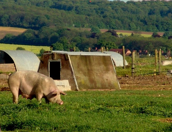 pigs village %)) farm pig - 3