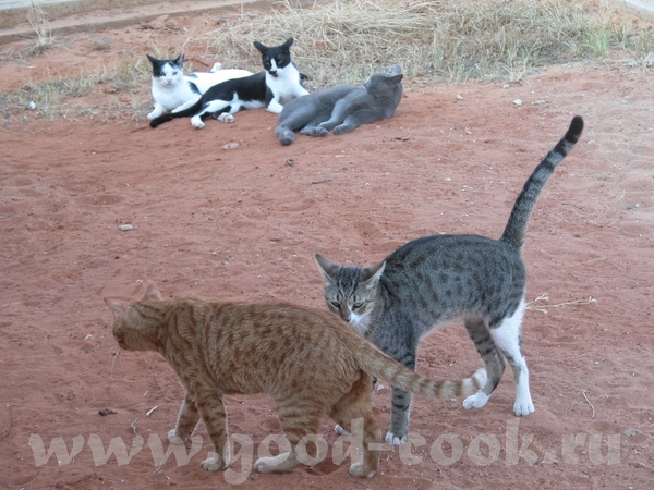   , , ,    - ,      - 4