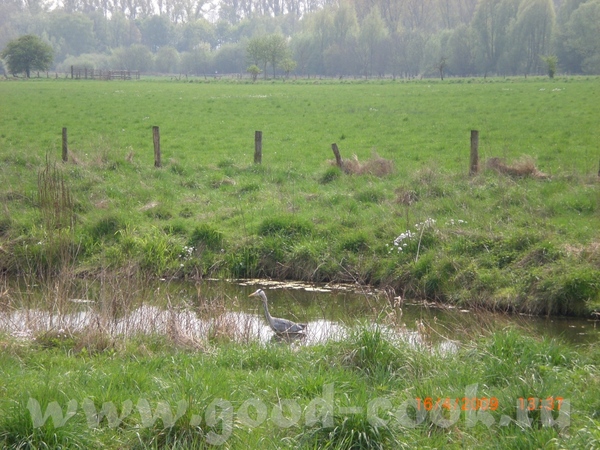 Около воды лежат два птичьих яичка