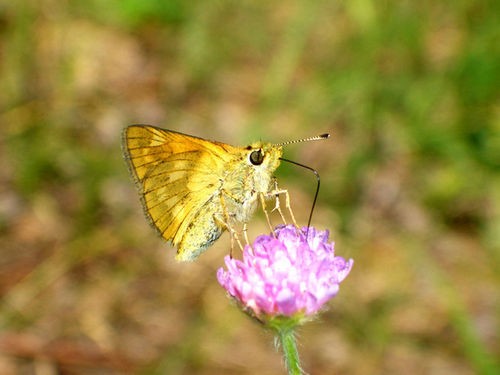 Taika  ,       )) Tishka  , - 2