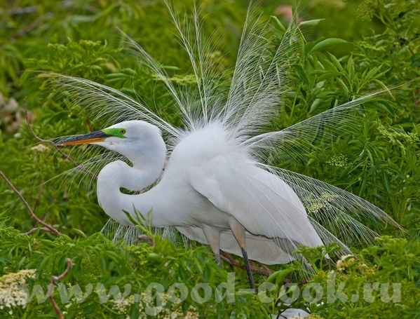  o  -      ( )- Great White Heron ------------------... - 3