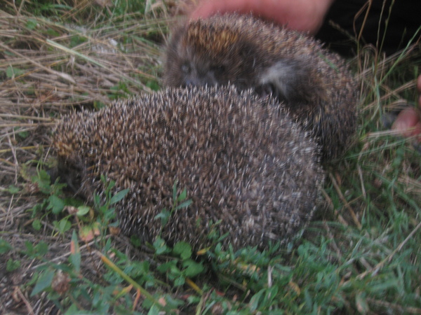 еж