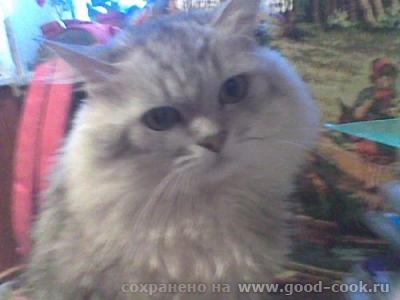 Вот кот, которые прожил с нами много лет