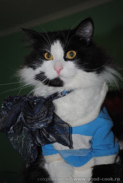 Какие коты