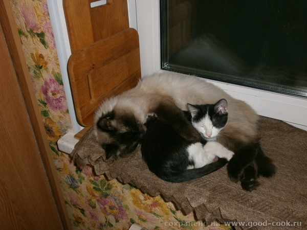 Коты