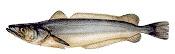 Форель - 2