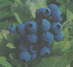 Черника и Голубика - английское название: Bilberry, Black whortleberry, dyeberry, whinberry, , burr... - 2