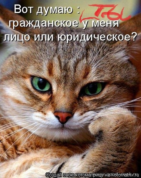 коты