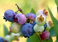 Вот такая она у нас голубика-blueberry - 2