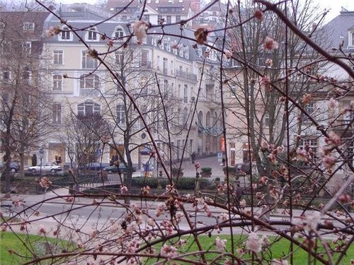 Я совсем не фотограф, но хочется тоже поделиться Это дерево как-то называется, свекровь сегодня ска...