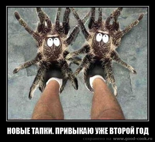 тапки