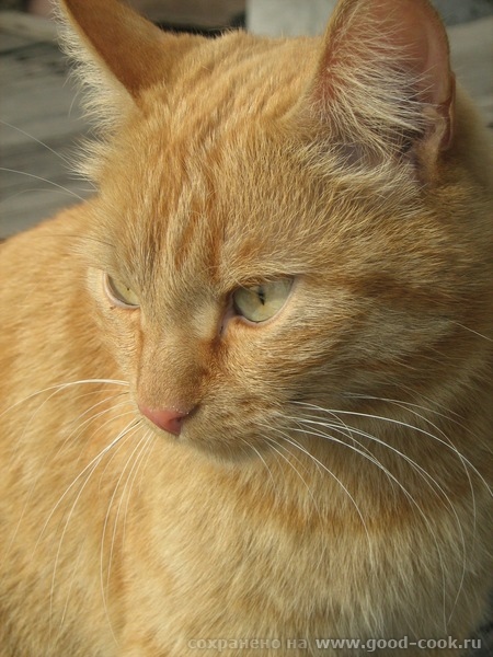 котя